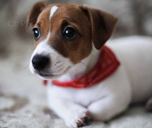 Jack Russell �t��ata