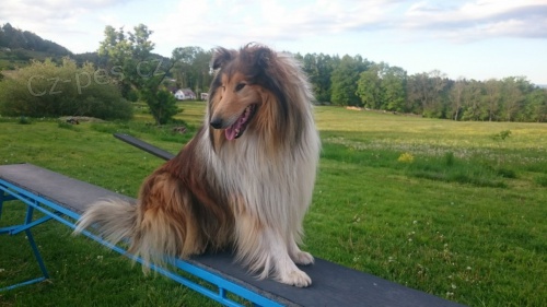 Kryt� - pes - kolie dlouhosrst� zlat�