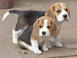 BEAGLE �T��ATA