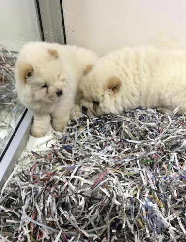chow chow �t��ata na prodej