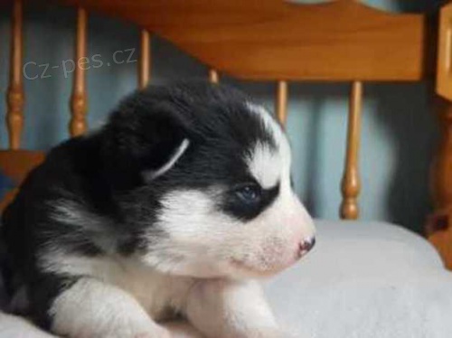 sibi�sk� husky �t��ata