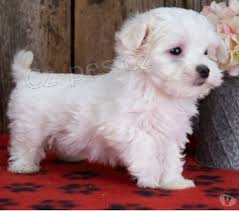 malt�zsk� �t��ata