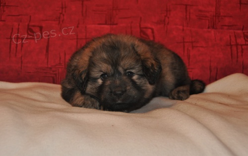 Tibetsk� doga - �t��ata s PP