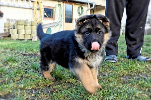 N�meck� ov��k - �t��ata