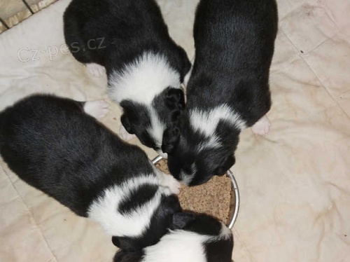 border kolie �t��ata