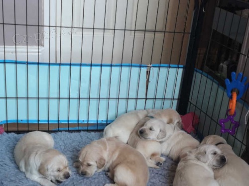 Zlat� retr�vr �t�n� na prodej