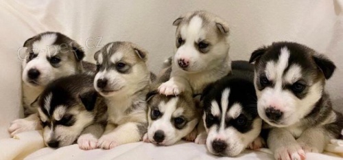 Sibi�sk� husky s rodokmenem VDH / DCNH / FCI
