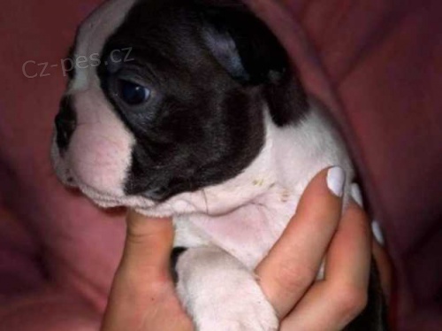 Bostonsk� teri�r