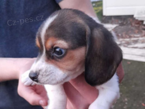 BEAGLE �T��ATA