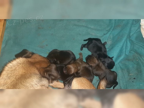 Mops �t�n� Platina (t�dny star�)