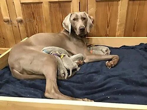 Kr�sn� st��brn� �t��ata Weimaraner Kc