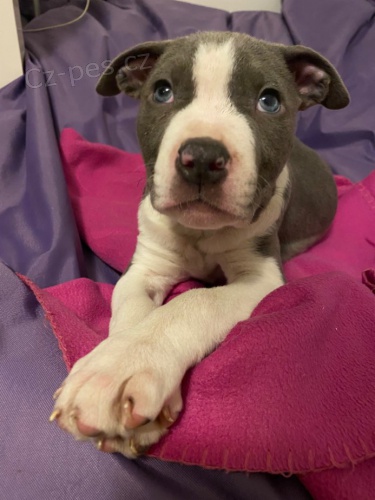 Americk� Staford�irsk� teri�r modr�