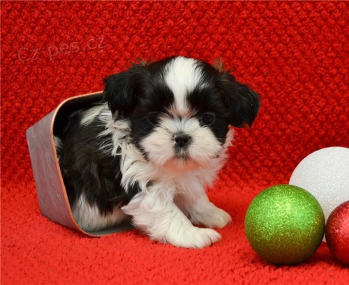 Rozko�n� �t��ata shih tzu