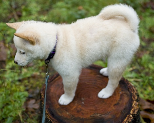 Zdrav� �t��ata shiba inu