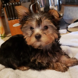 Francouzsk� buldo�ek �t��ata p�ipravena k adopci.