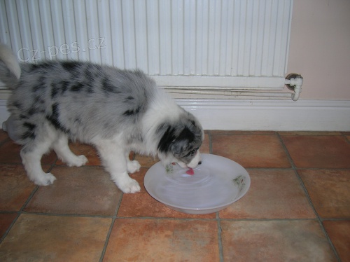 �t���tka border kolie k adopci. Jsou velmi zdrav� a maj� zdravotn� stav