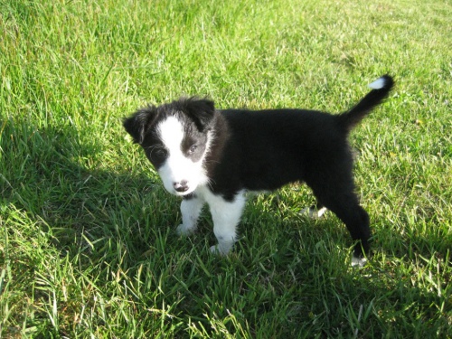 �t���tka border kolie k adopci. Jsou velmi zdrav� a maj� zdravotn� stav