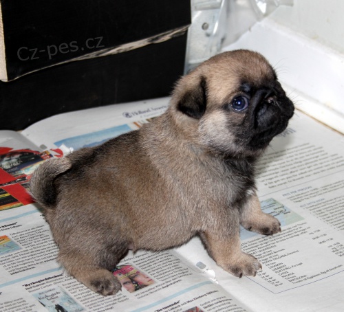 Zdrav� �t��ata mopsl�k� k adopci.