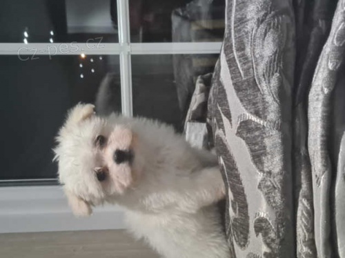 malt�zsk� �t��ata