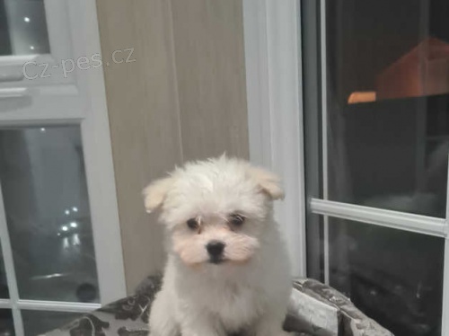 malt�zsk� �t��ata