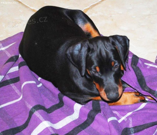 Dobrman �t��ata z chs halit pa�a s pp prod�m