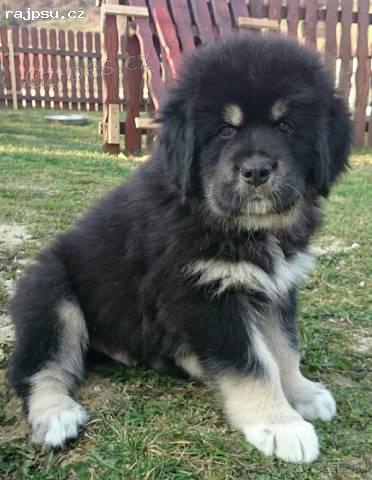 Tibetsk� doga - �teniatka k odberu 