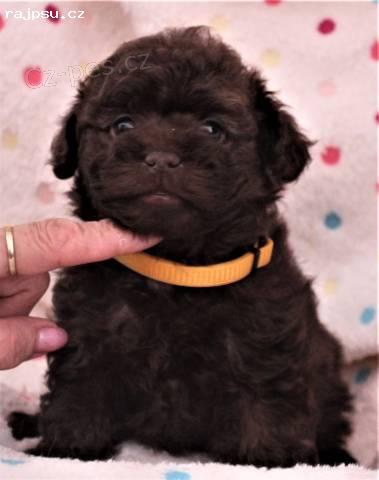 Bolo�sk� barevn� ps�k-rusk� barevn� bolonka