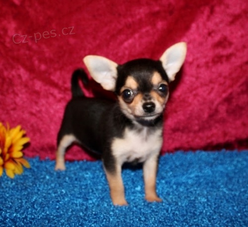 velkolep� miniaturn� �t���tka �ivavy pro odbaven�