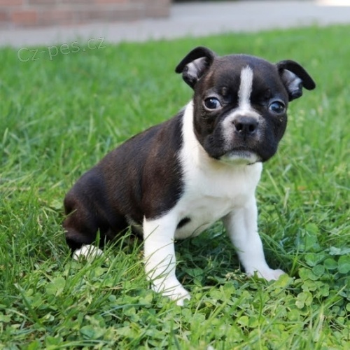 dvoubarevn� �t�n� boston teri�ra na prodej.