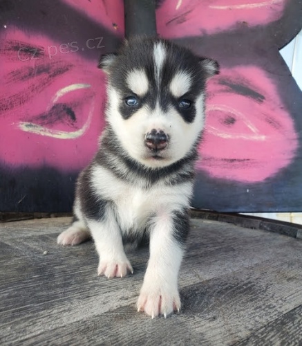 modr� o�i zdrav� samce a samice o�kovan� �t��ata sibi�sk�ho husky na prodej.