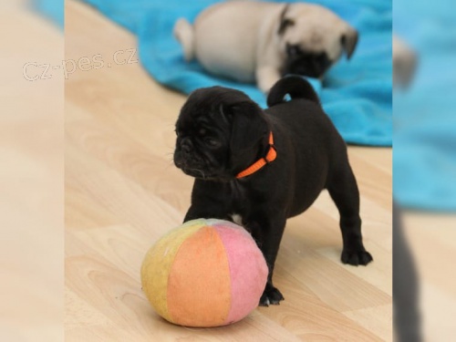 Prodej �t��at mops� bez rodokmenu