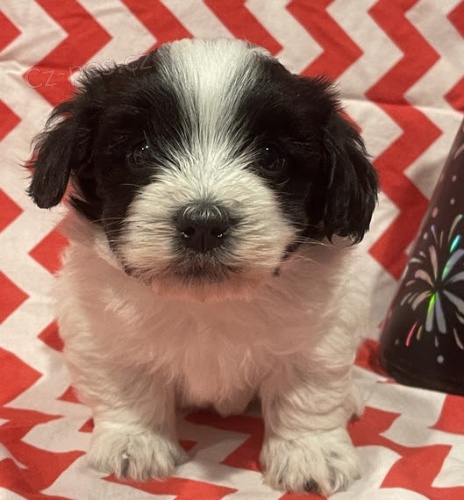 Zdrav� a roztomil� �t���tka Havanese na prodej.