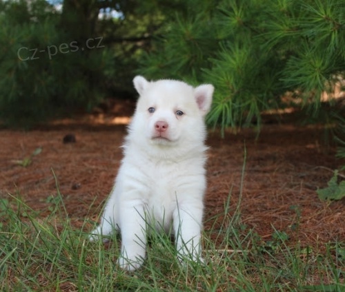 roztomil� �t���tka mini Pomsky na prodej