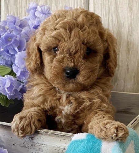 roztomil� pejsek a pudl �t��ata na prodej.