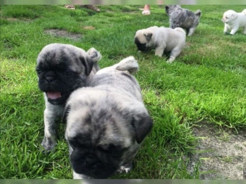 Mops chlapci a d�vky �