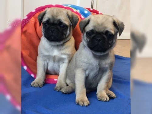 Roztomil� MOPS s PP