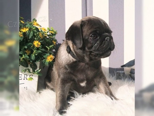 Mops �t��ata do nov�ch domov�