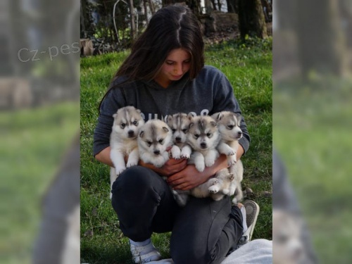 �t��ata Sibi�sk� husky