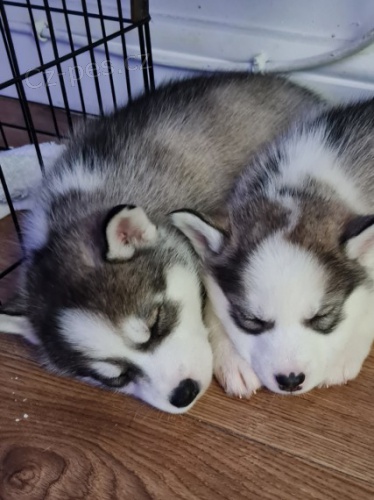 �t���tka sibi�sk�ho huskyho, 100% zdrav�