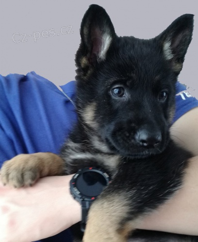 N�m. ov��k -  �t��ata s PP