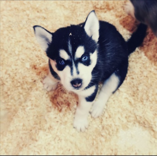 Sibi�sk� husky �t��ata