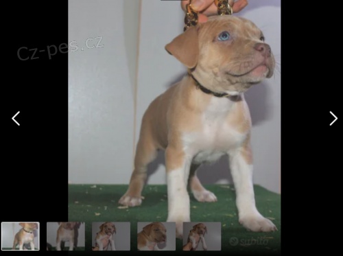 Americky Pitbull �t��ata