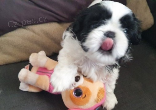 �t��ata Shih Tzu