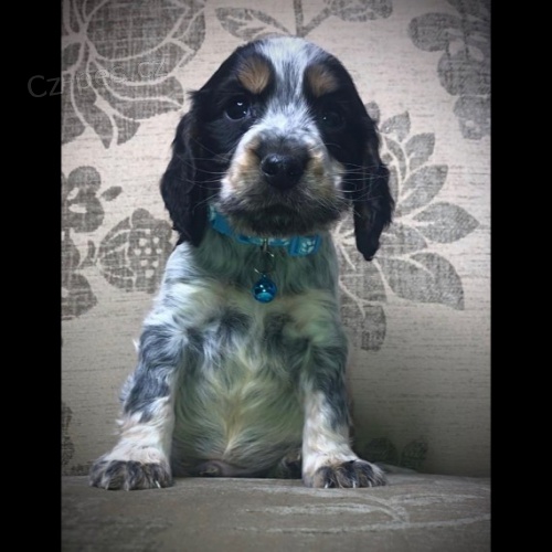 Cocker Spaniel �t��ata