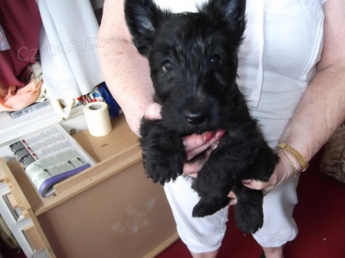 Skotsk� teri�r �t��ata