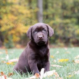 Miluj�c� �t��ata labradorsk�ho retr�vra