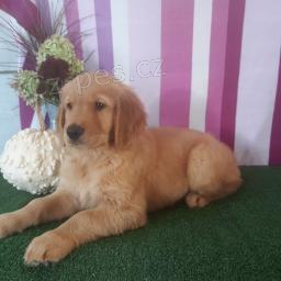 N�dhern� �t��ata zlat�ho retr�vra!