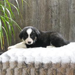 Dv� n�dhern� �t���tka border kolie!