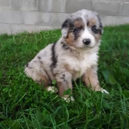 Jemn� �t��ata australsk�ho ov��ka!