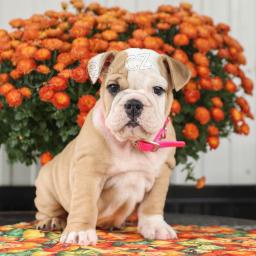 Miluj�c� �t��ata anglick�ho buldoka!